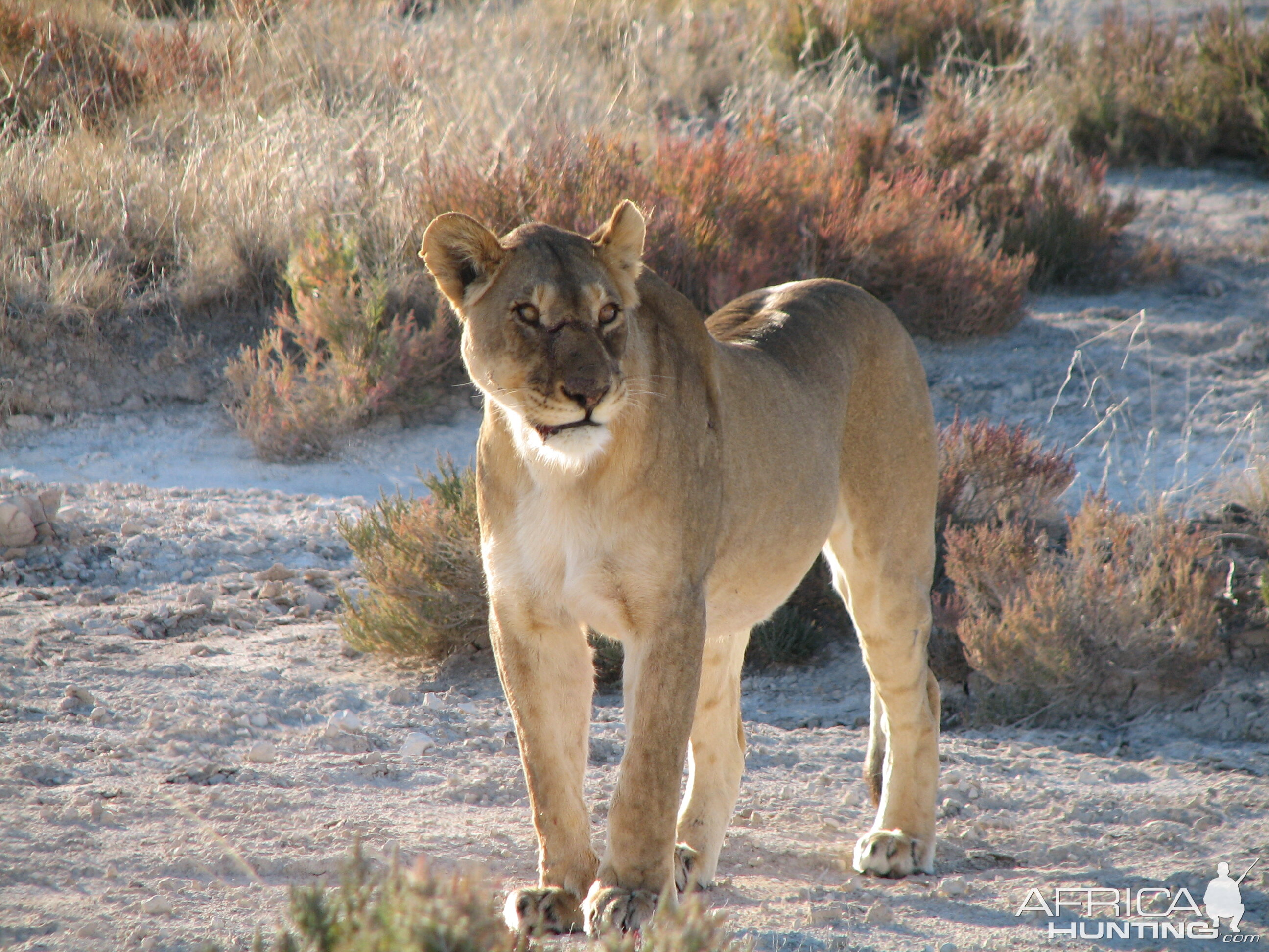 Lioness Etosha Namibia