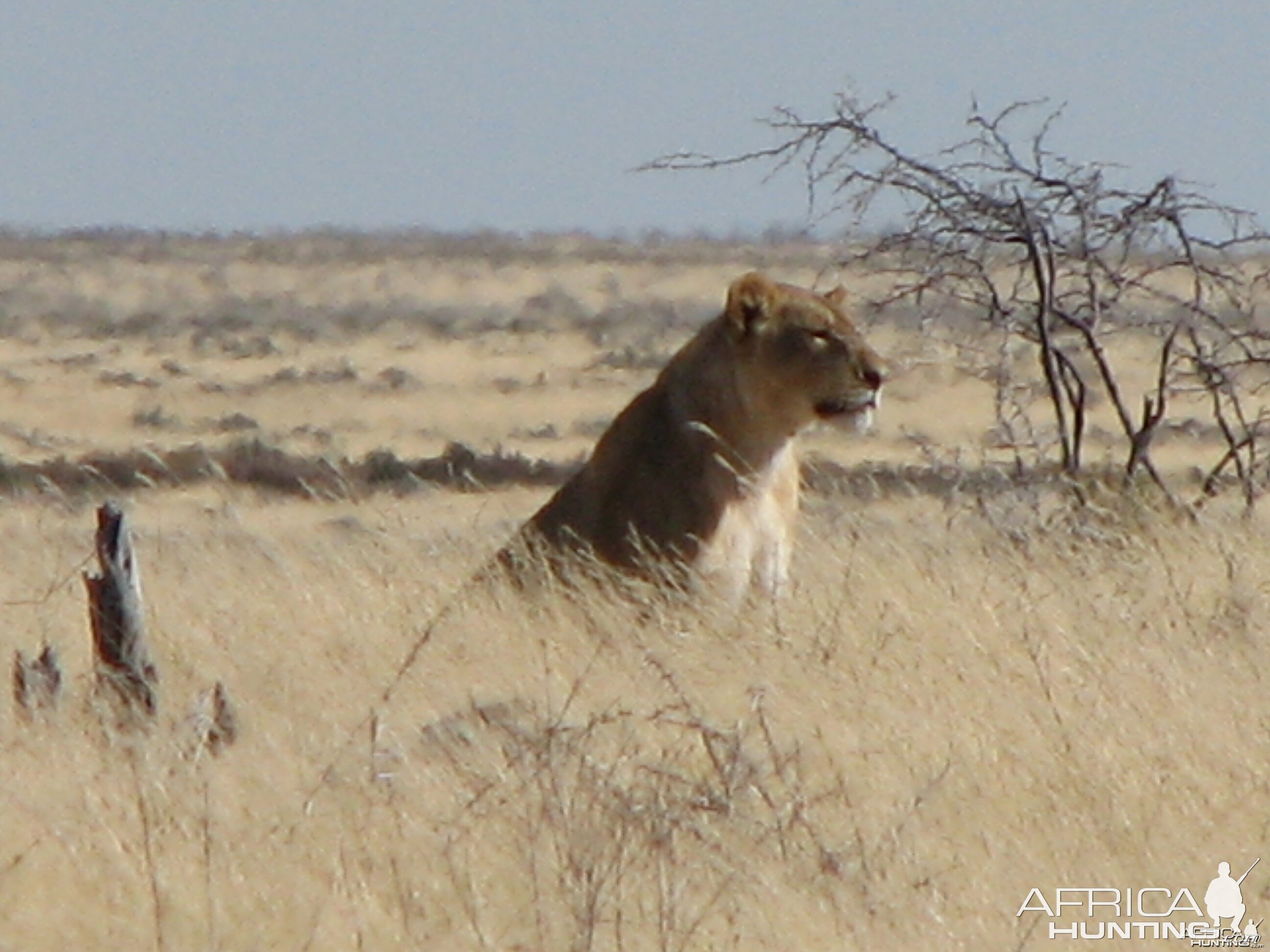 Lioness Etosha Namibia