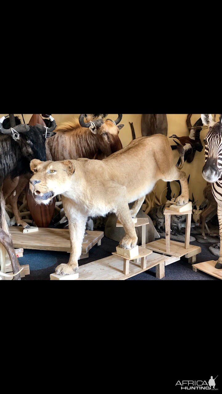 Lioness Full Mount Taxidermy