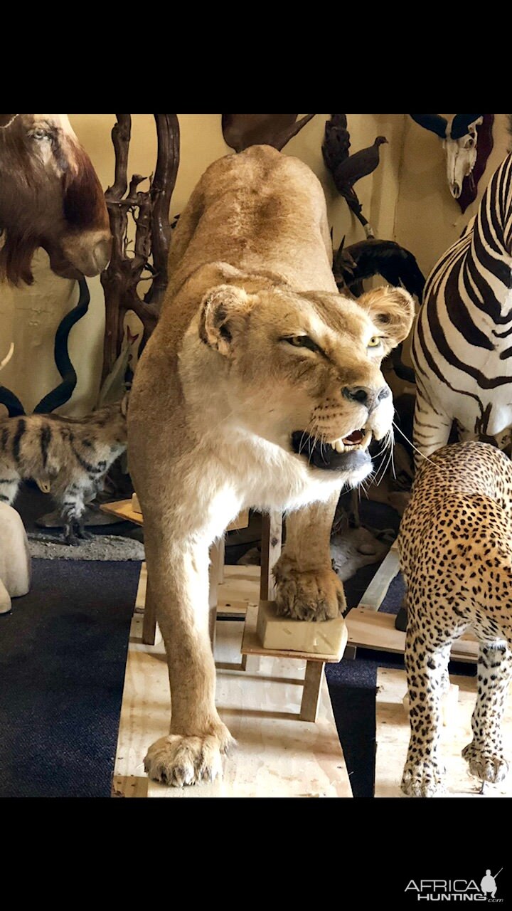 Lioness Full Mount Taxidermy