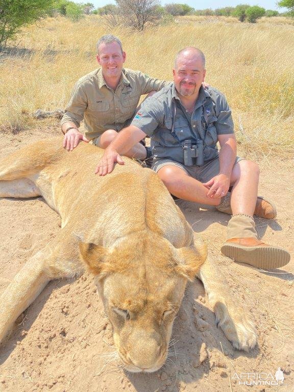 Lioness Hunt Kalahari South Africa