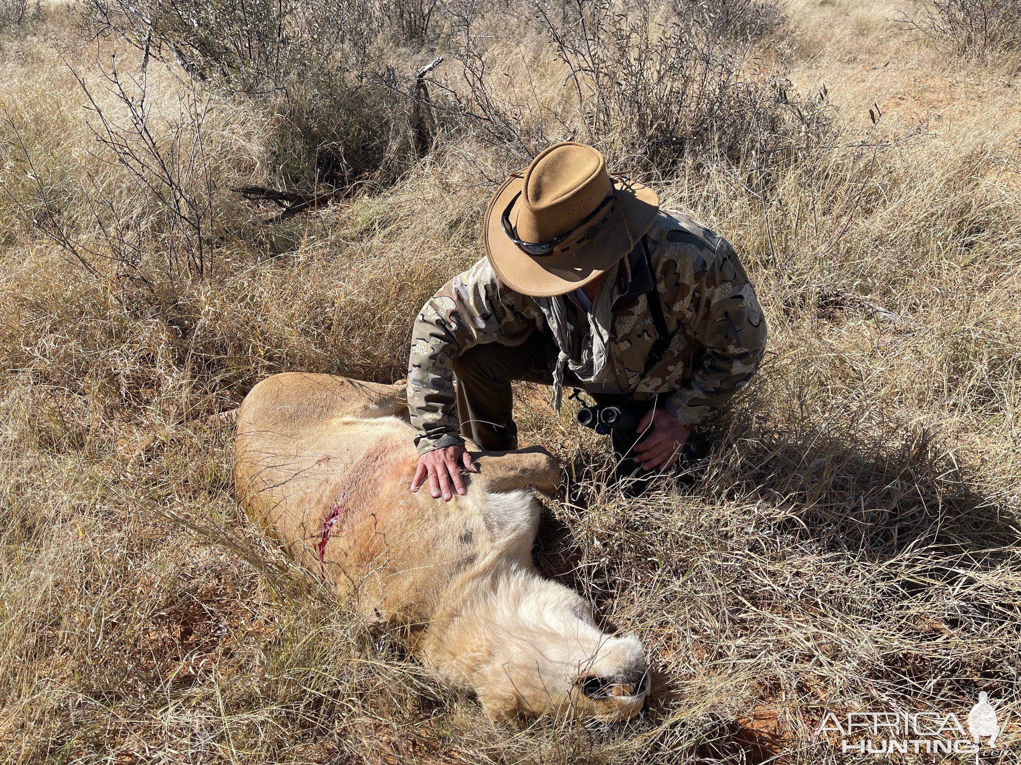 Lioness Hunt Kalahari South Africa