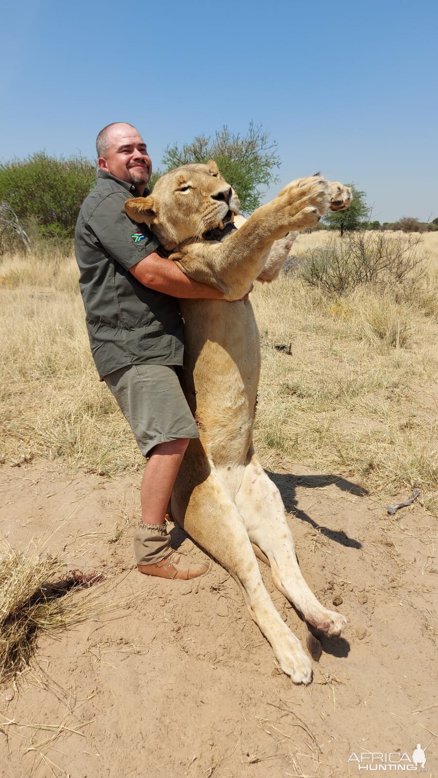 Lioness Hunt South Africa