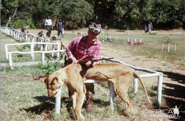 Lioness Hunt