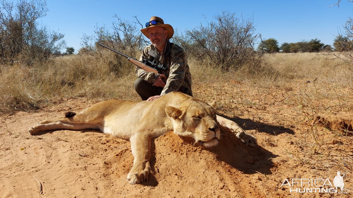 Lioness Hunting Kalahari South Africa