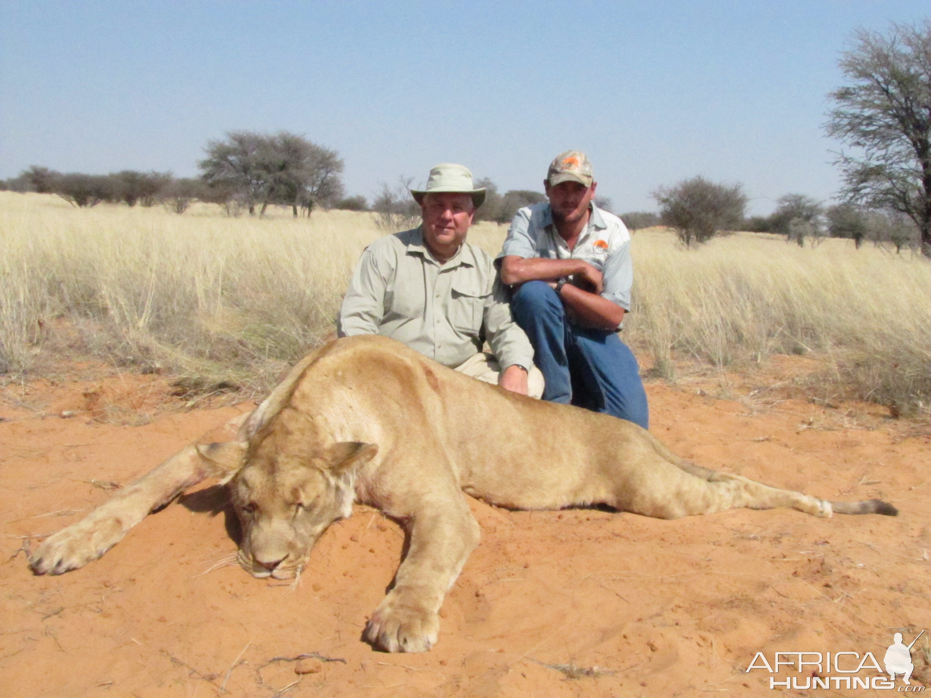 Lioness Hunting Namibia
