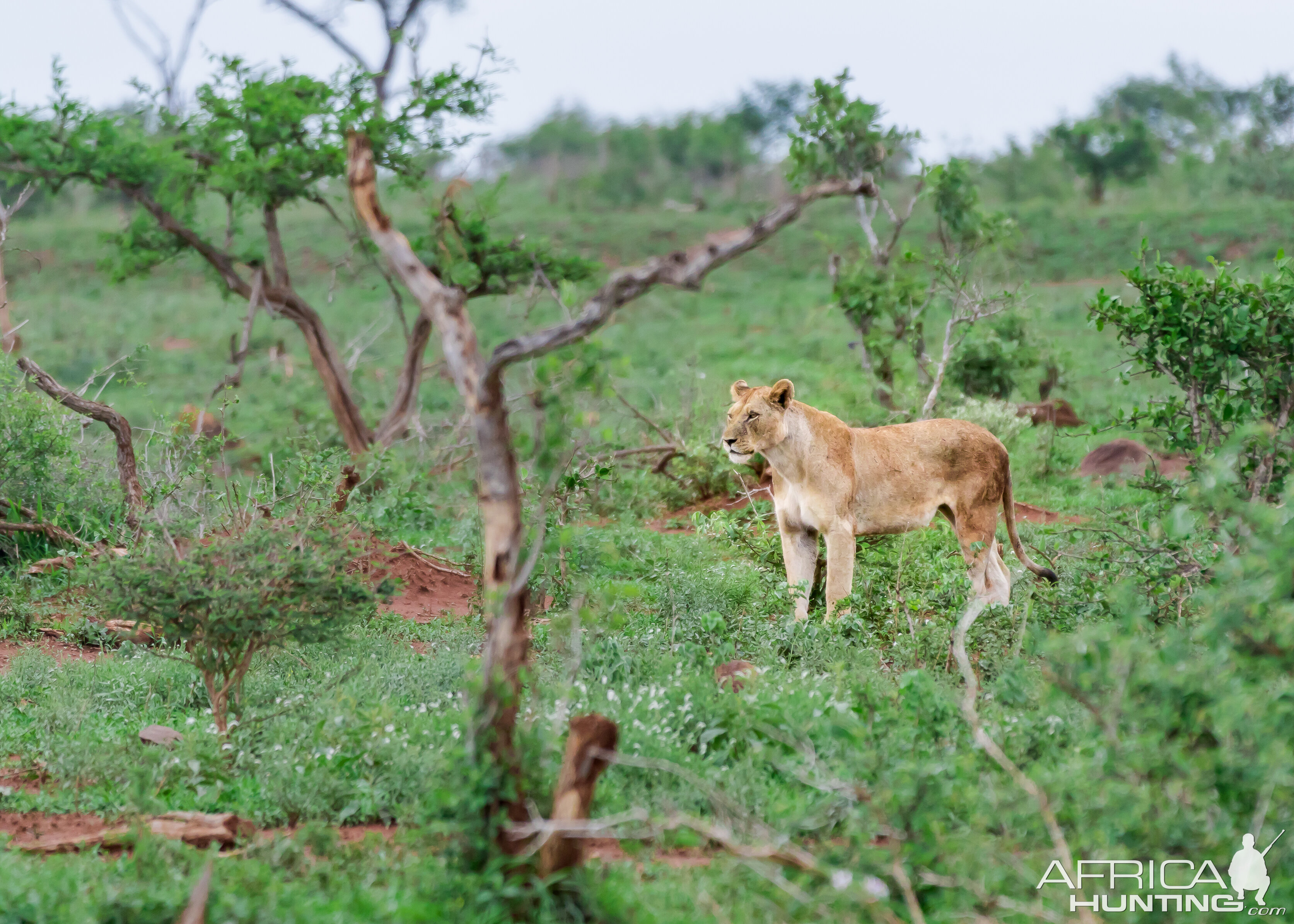 Lioness hunting