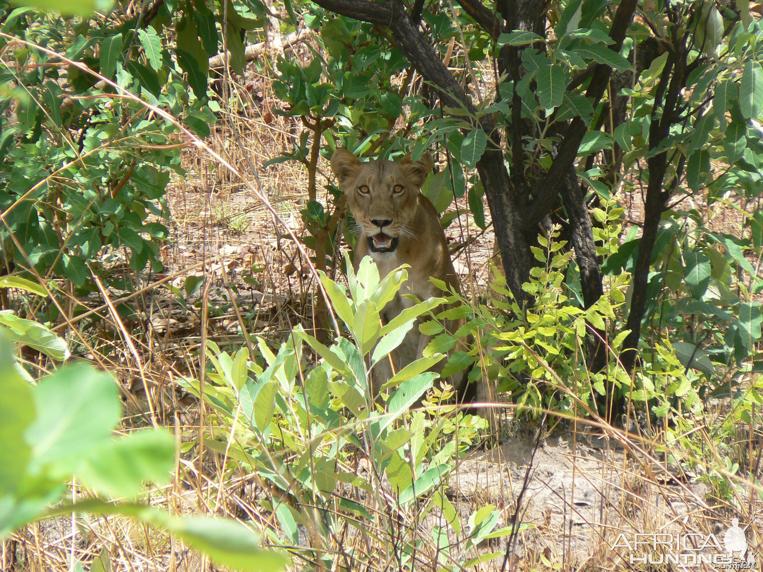 Lioness in Central Africa