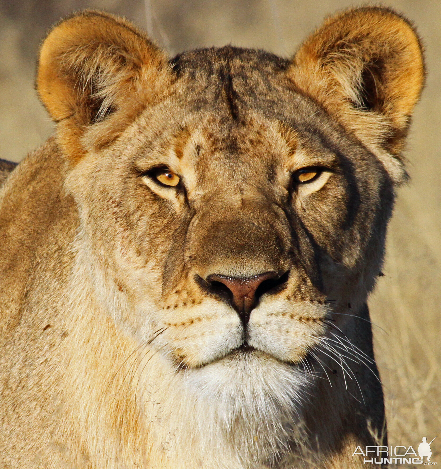 lioness in soft light