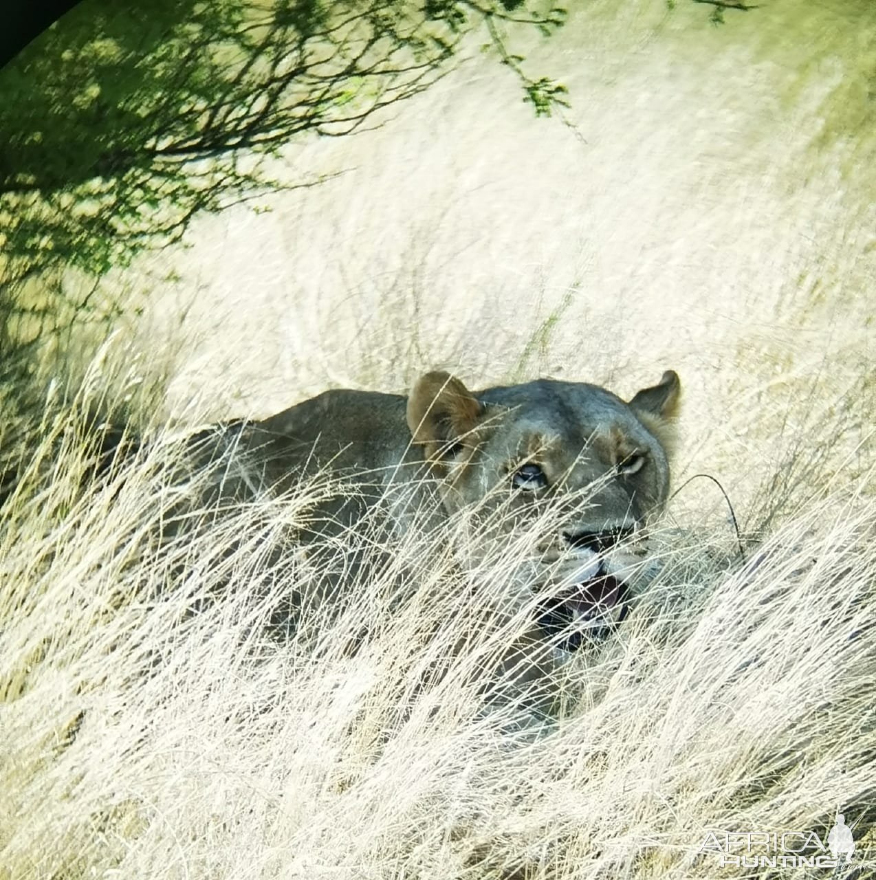 Lioness Kalahari South Africa