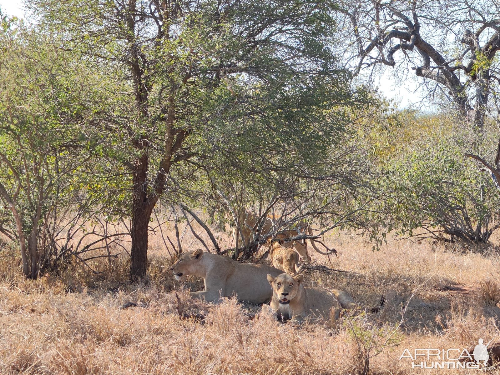 Lioness Kalahari South Africa