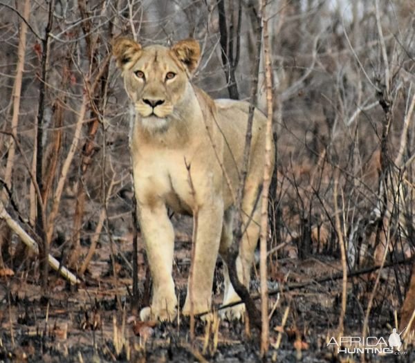 Lioness Mozambique