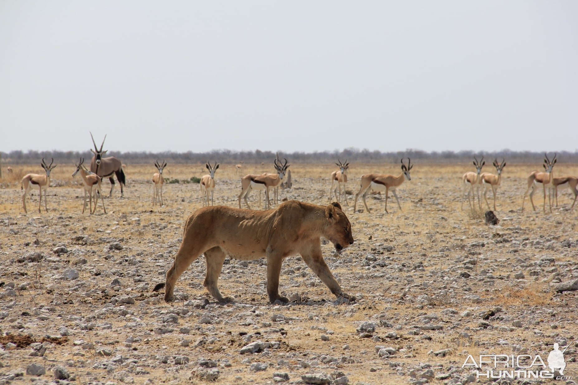 Lioness Namibia
