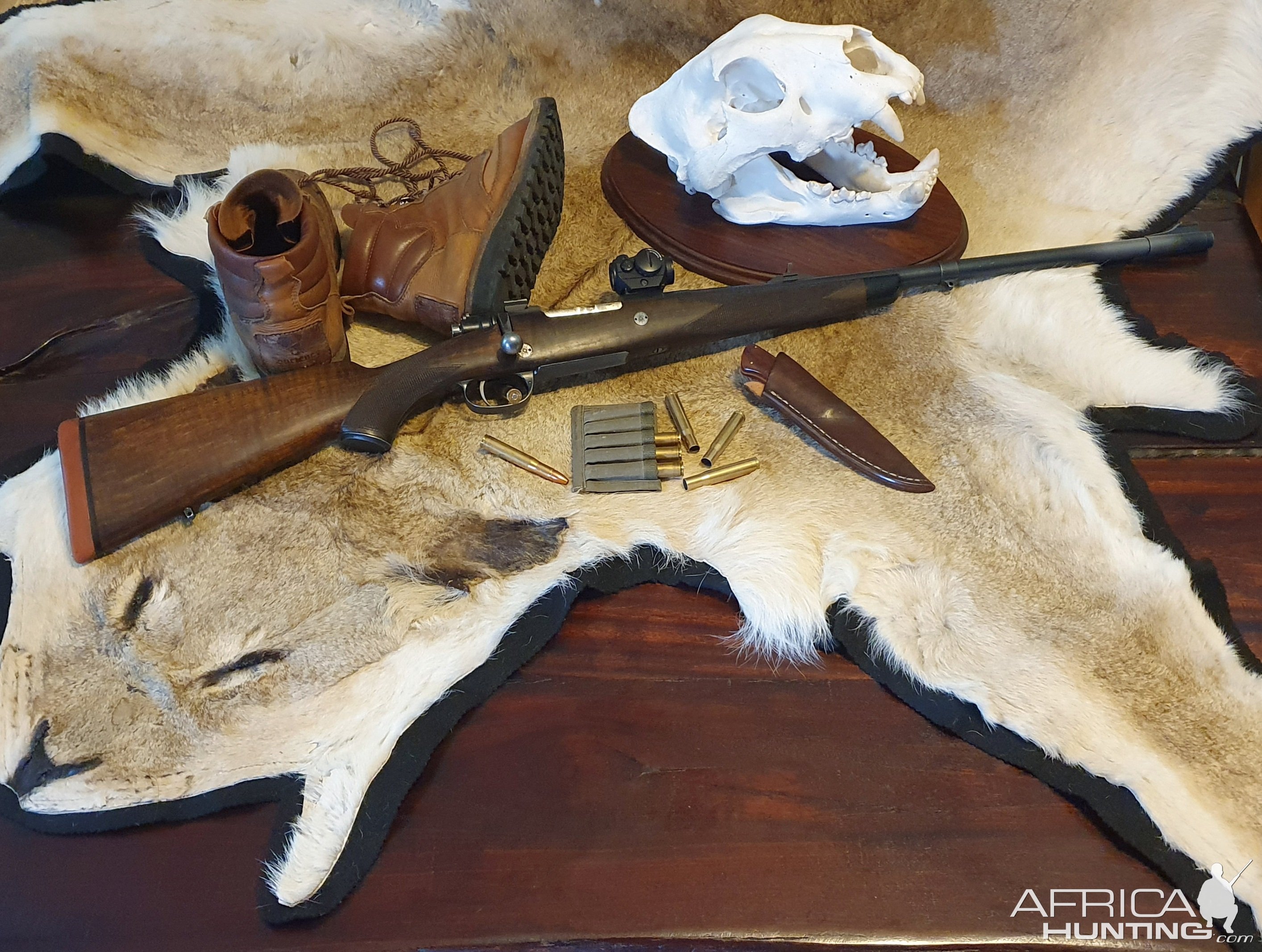 Lioness Skin & Skull Taxidermy