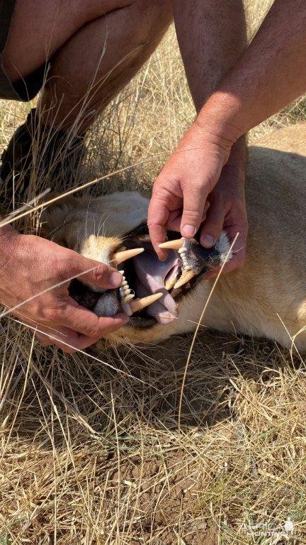 Lioness Teeth Kalahari South Africa