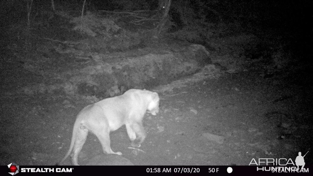 Lioness Trail Cam Pictures Zambia