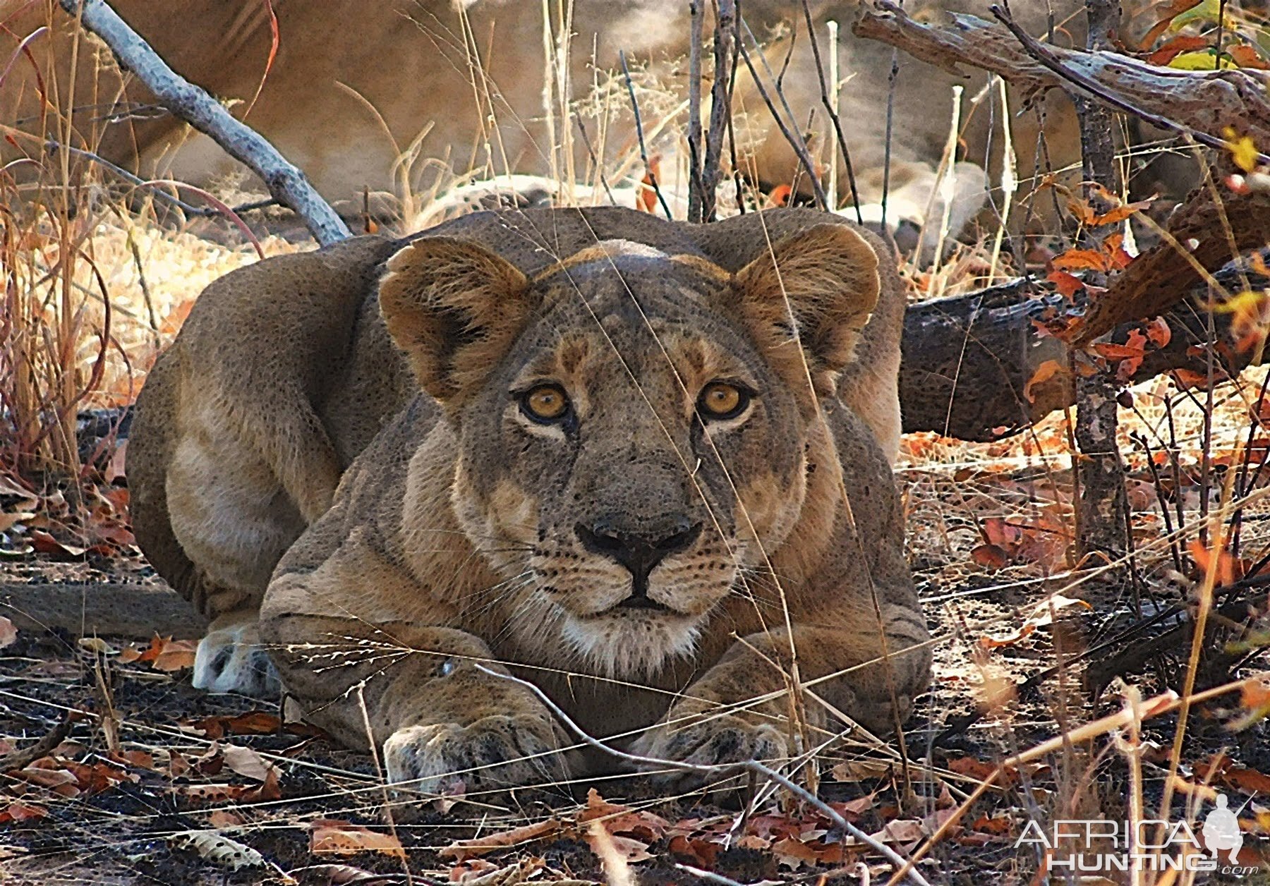 Lioness Zambia