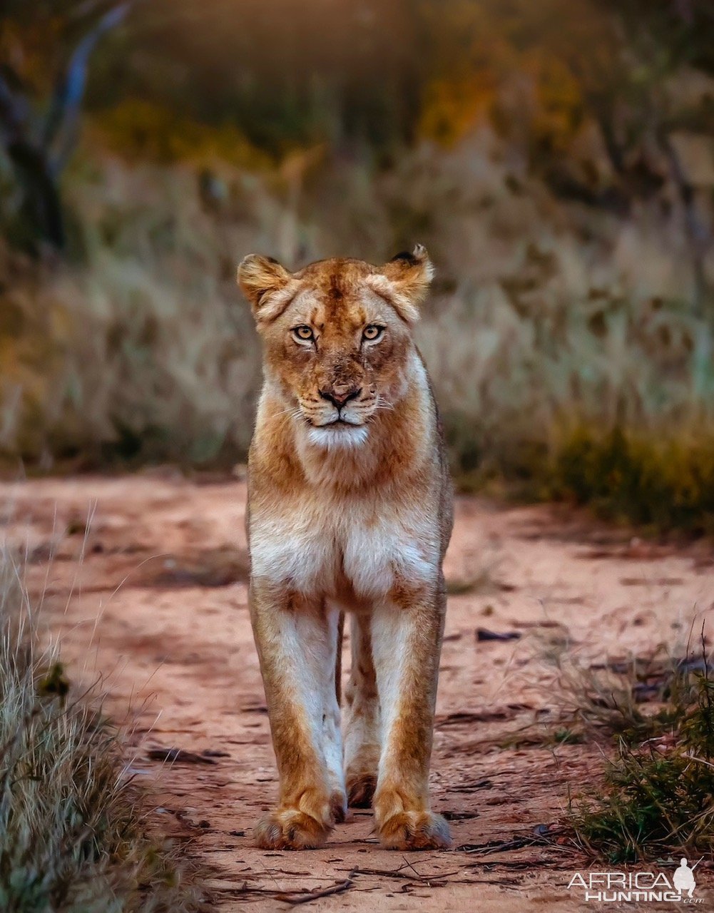 Lioness