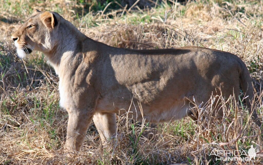 Lioness