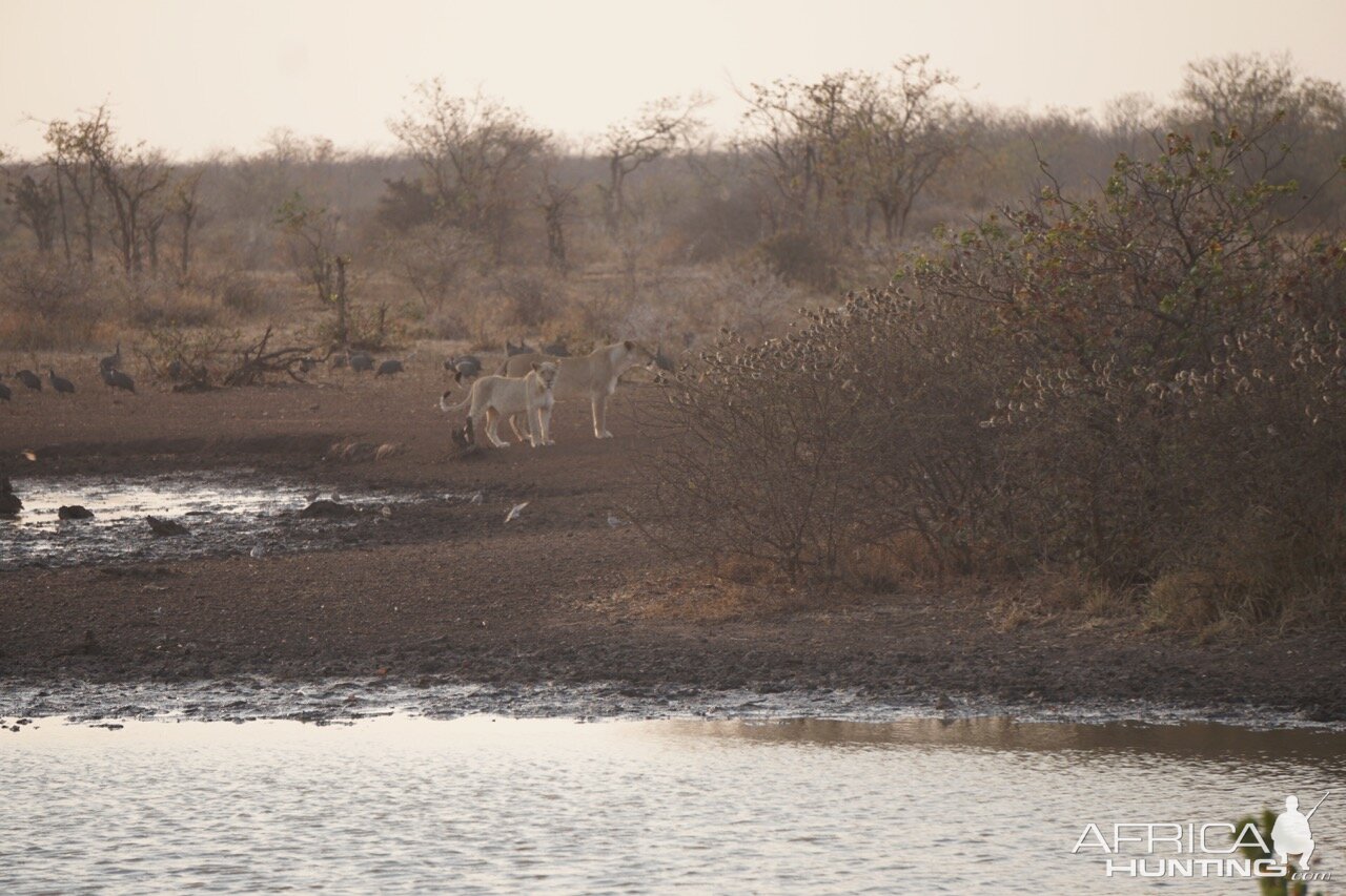 Lionesses Zimbabwe