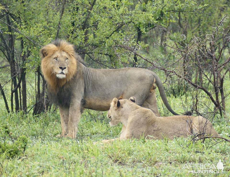 Lions in the Kruger National Park South Africa