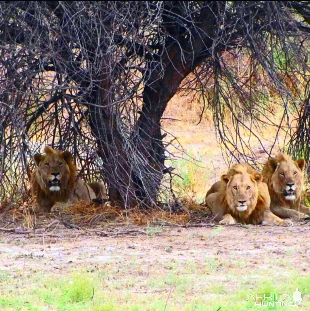 Lions Khaudum National Park Namibia