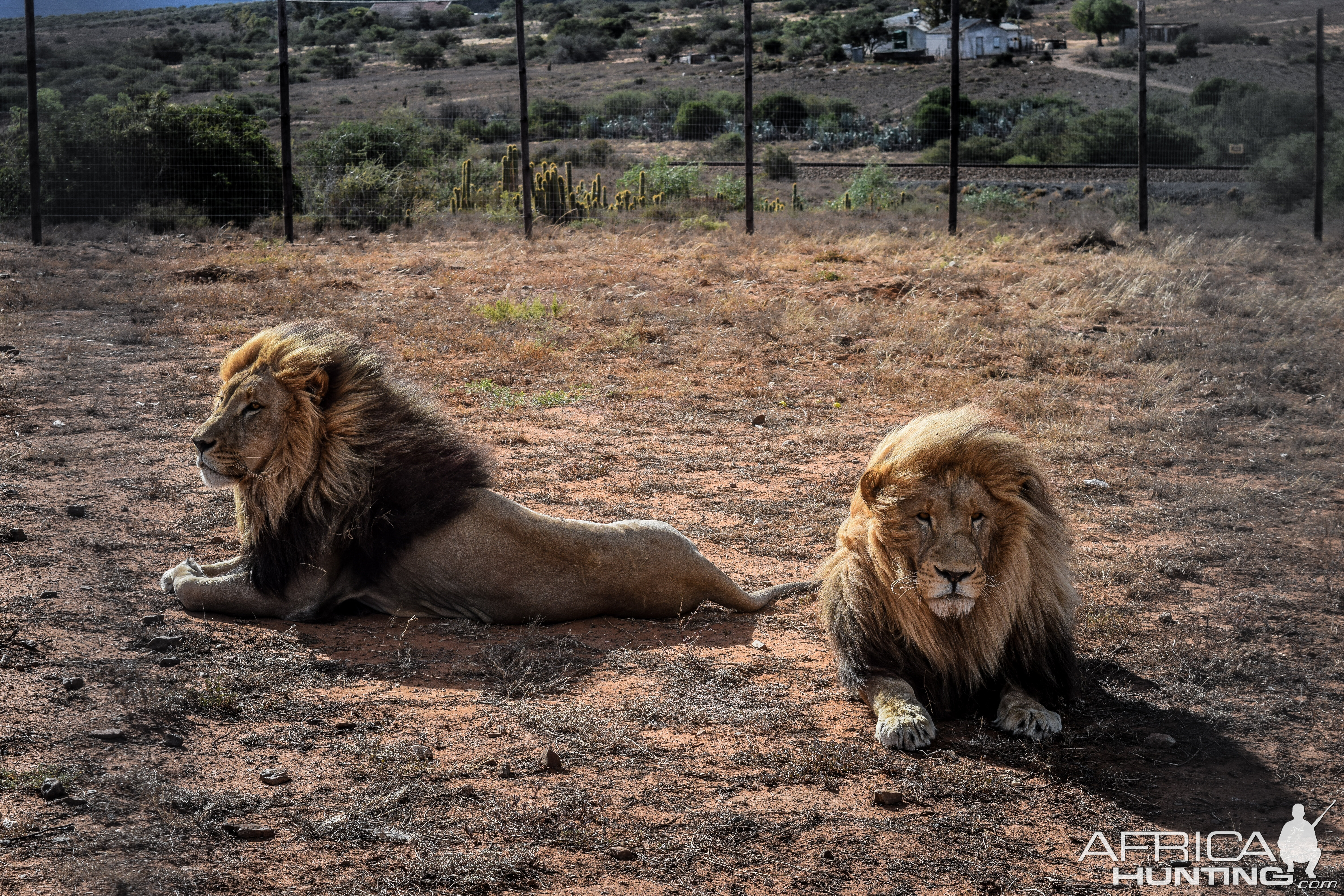 Lions South Africa