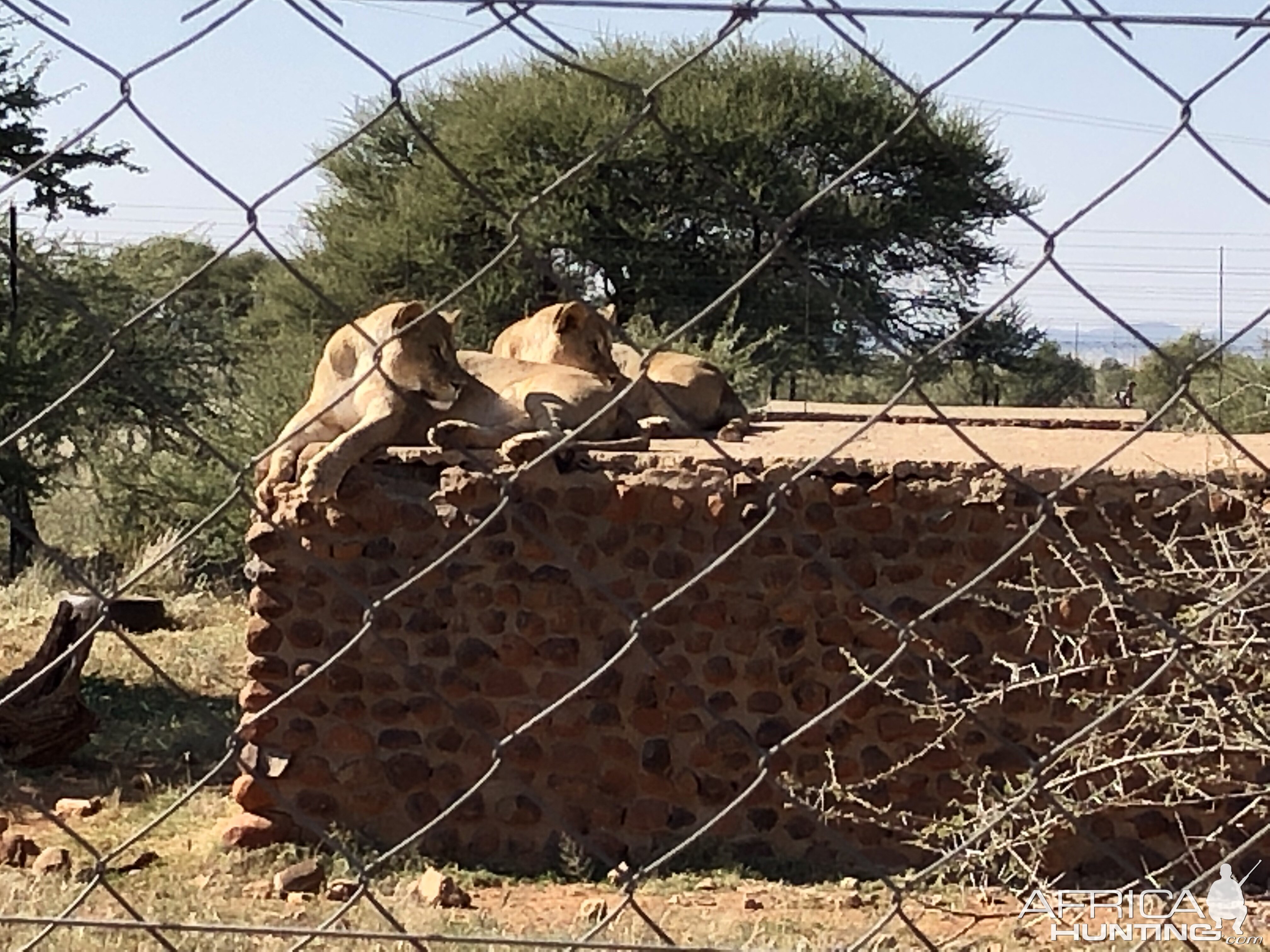 Lions South Africa