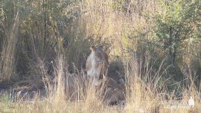 Lions Zimbabwe Sightseeing