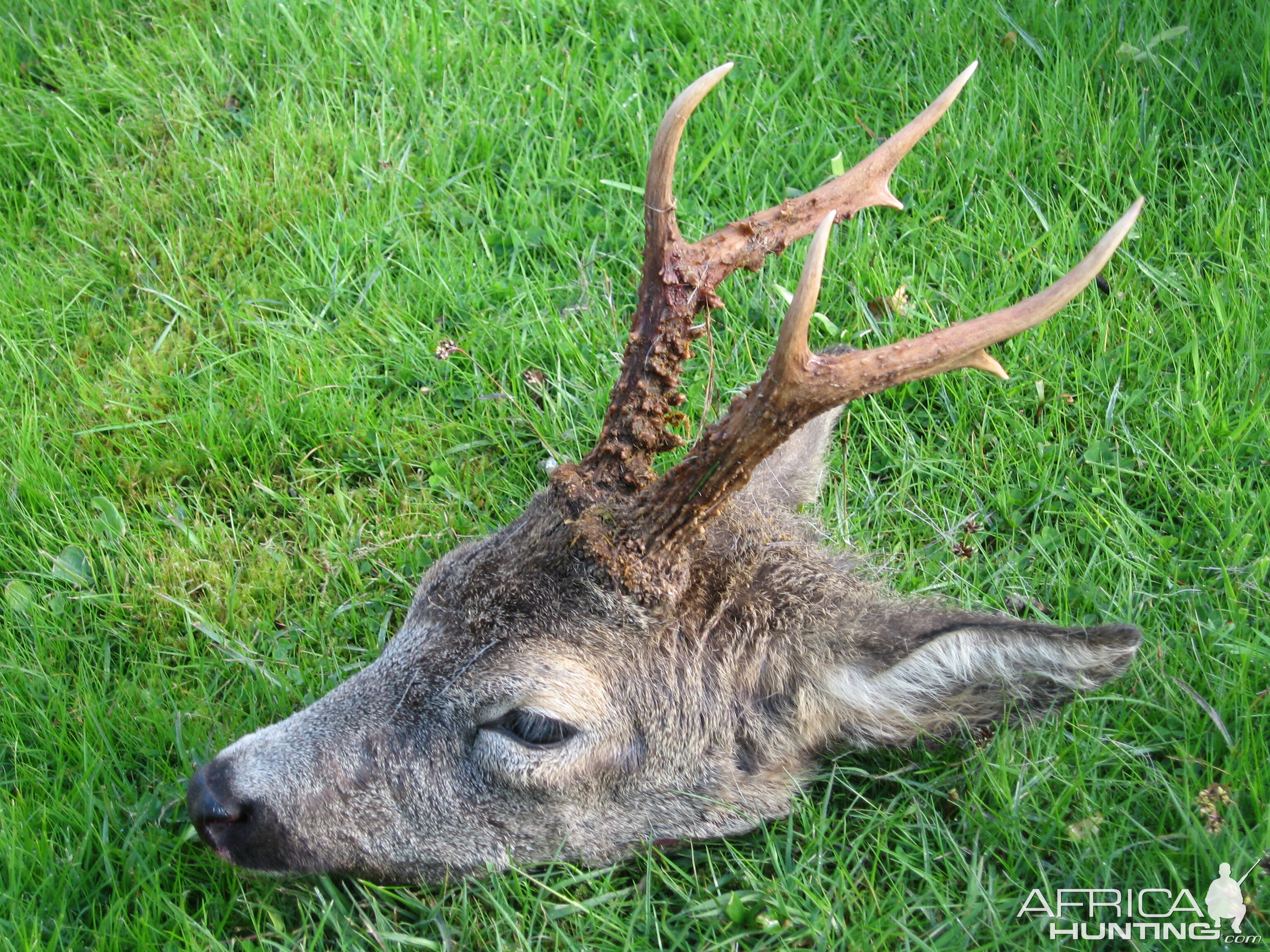 Little Aberdeenshire Roebuck