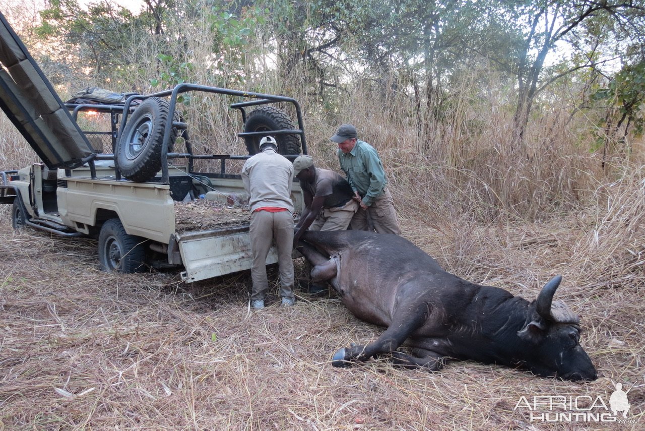 Loading Buffalo Mozambique