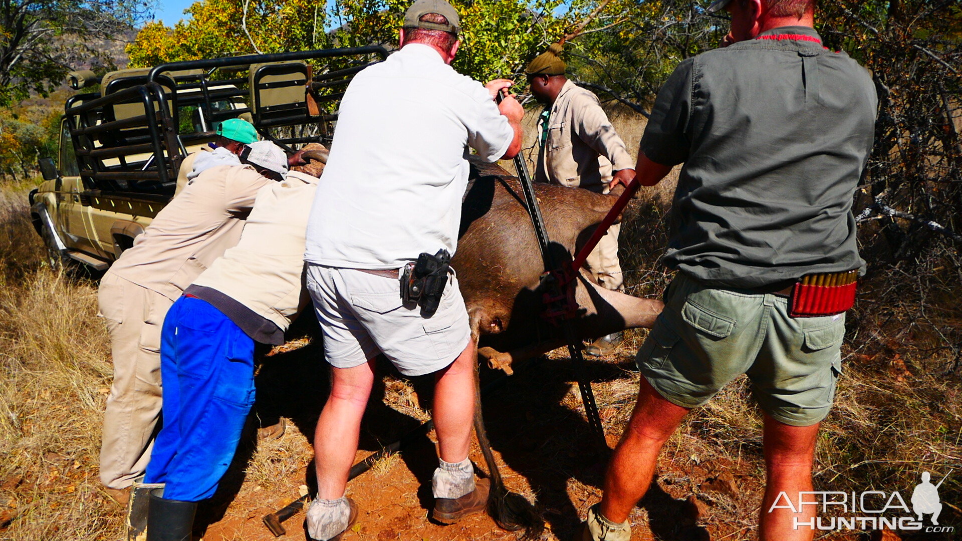 Loading of Cape Buffalo