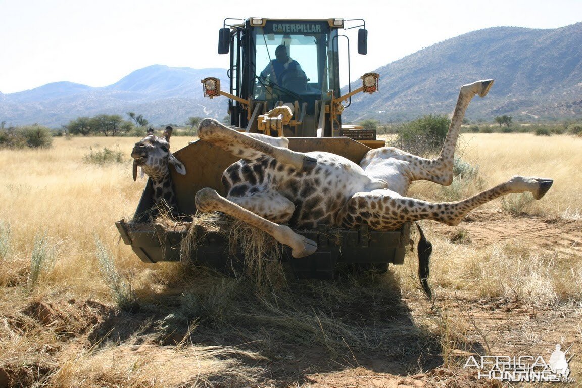 Loading up a Giraffe