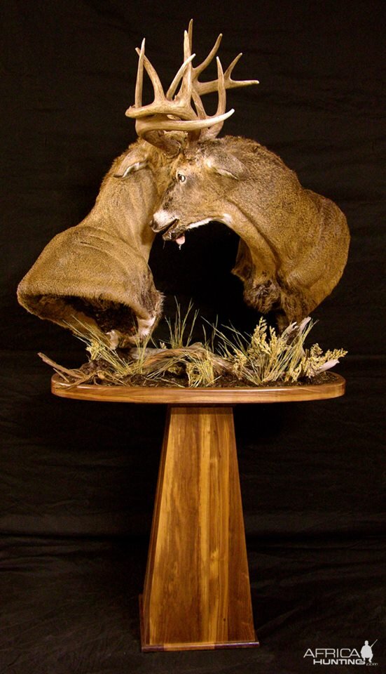 Locked Bucks Pedestal Mount Taxidermy