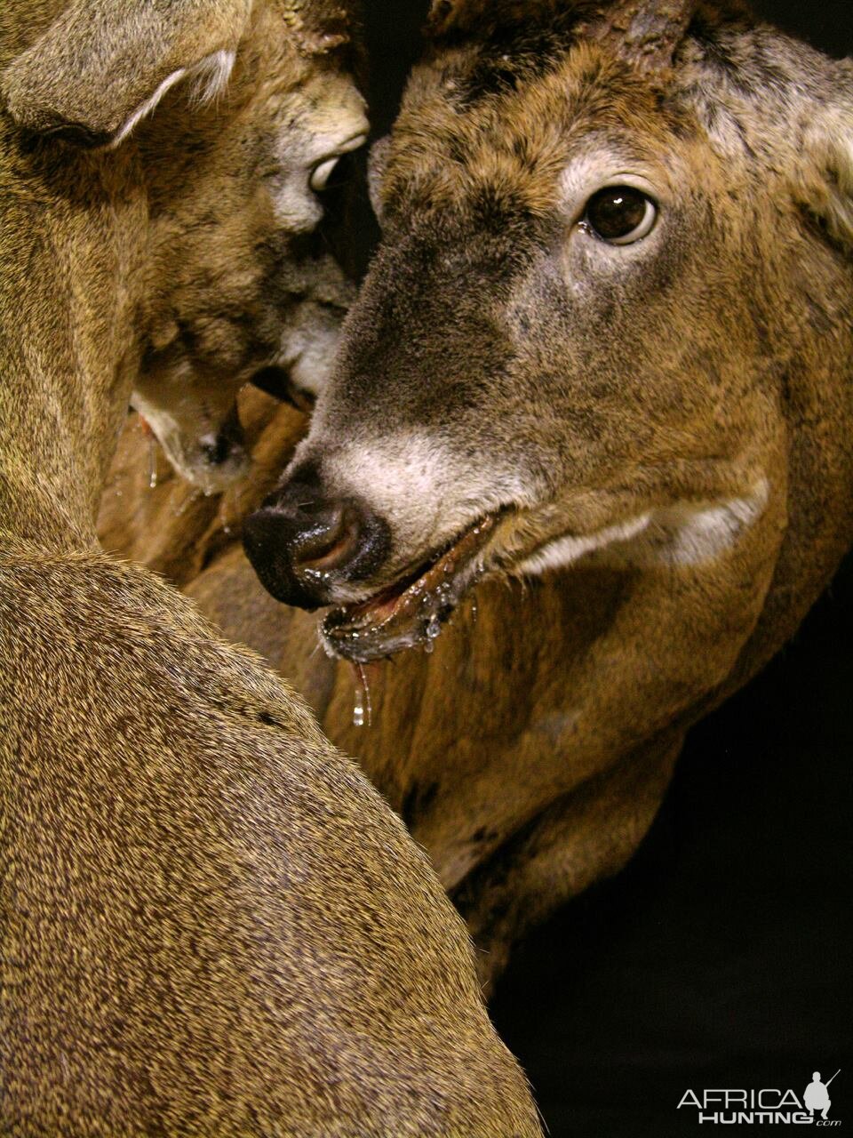 Locked Bucks Pedestal Mount Taxidermy