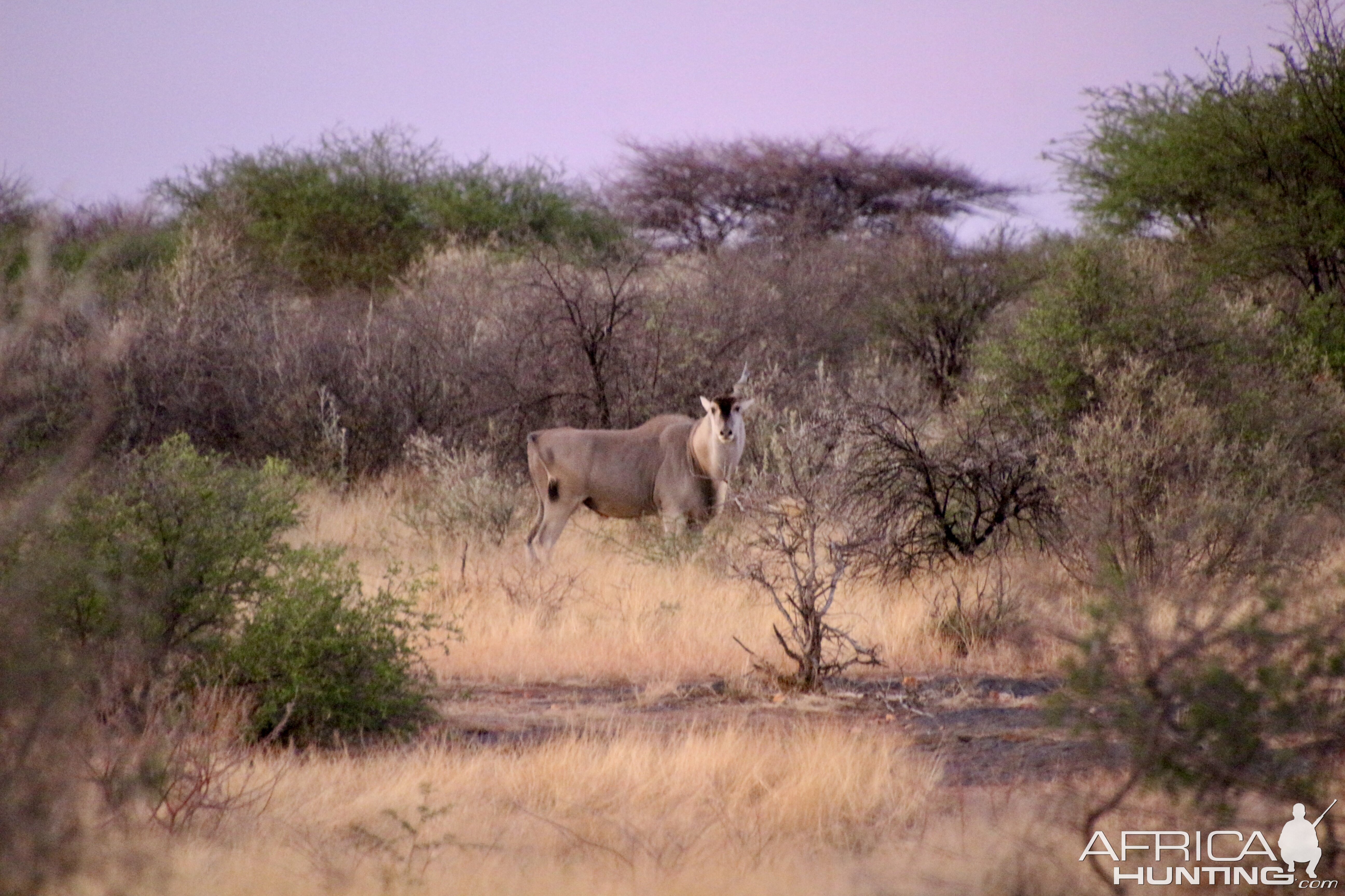 Lone Eland Bull at Zana Botes Safari