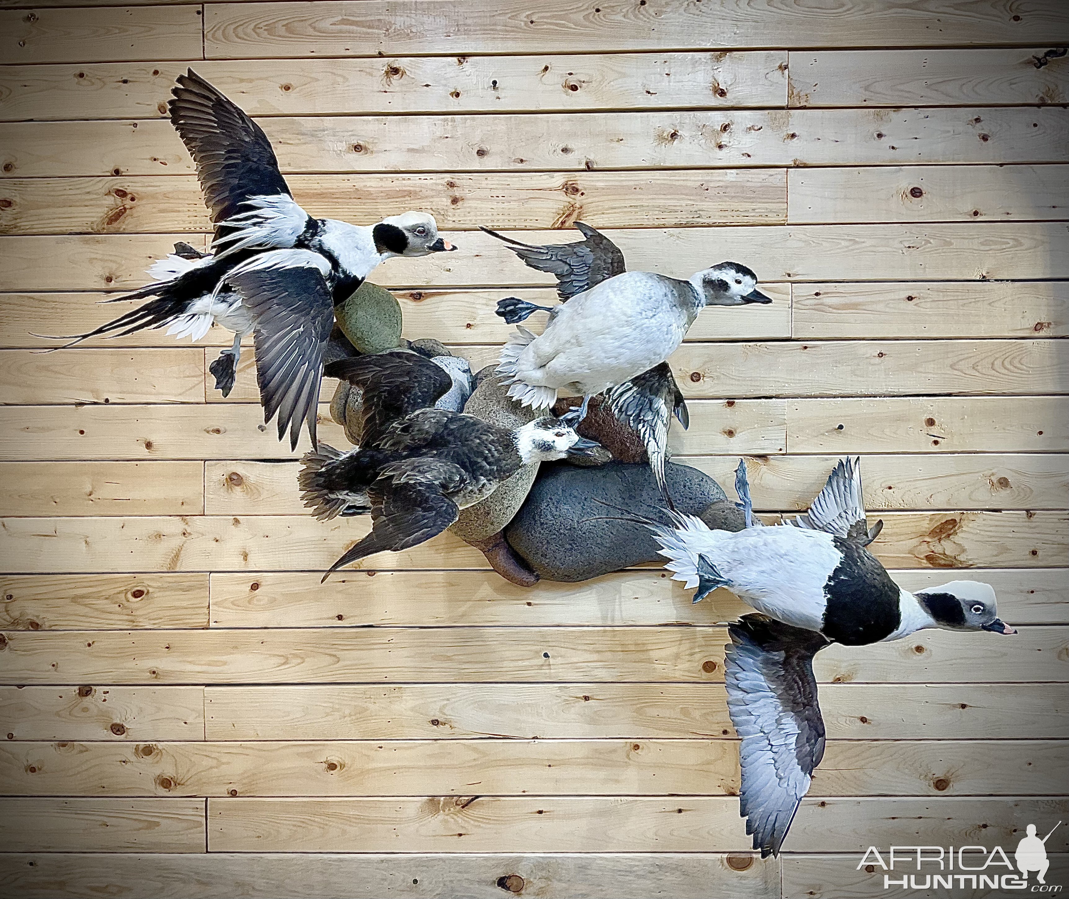 Long-Tailed Duck Full Body Mount Taxidermy