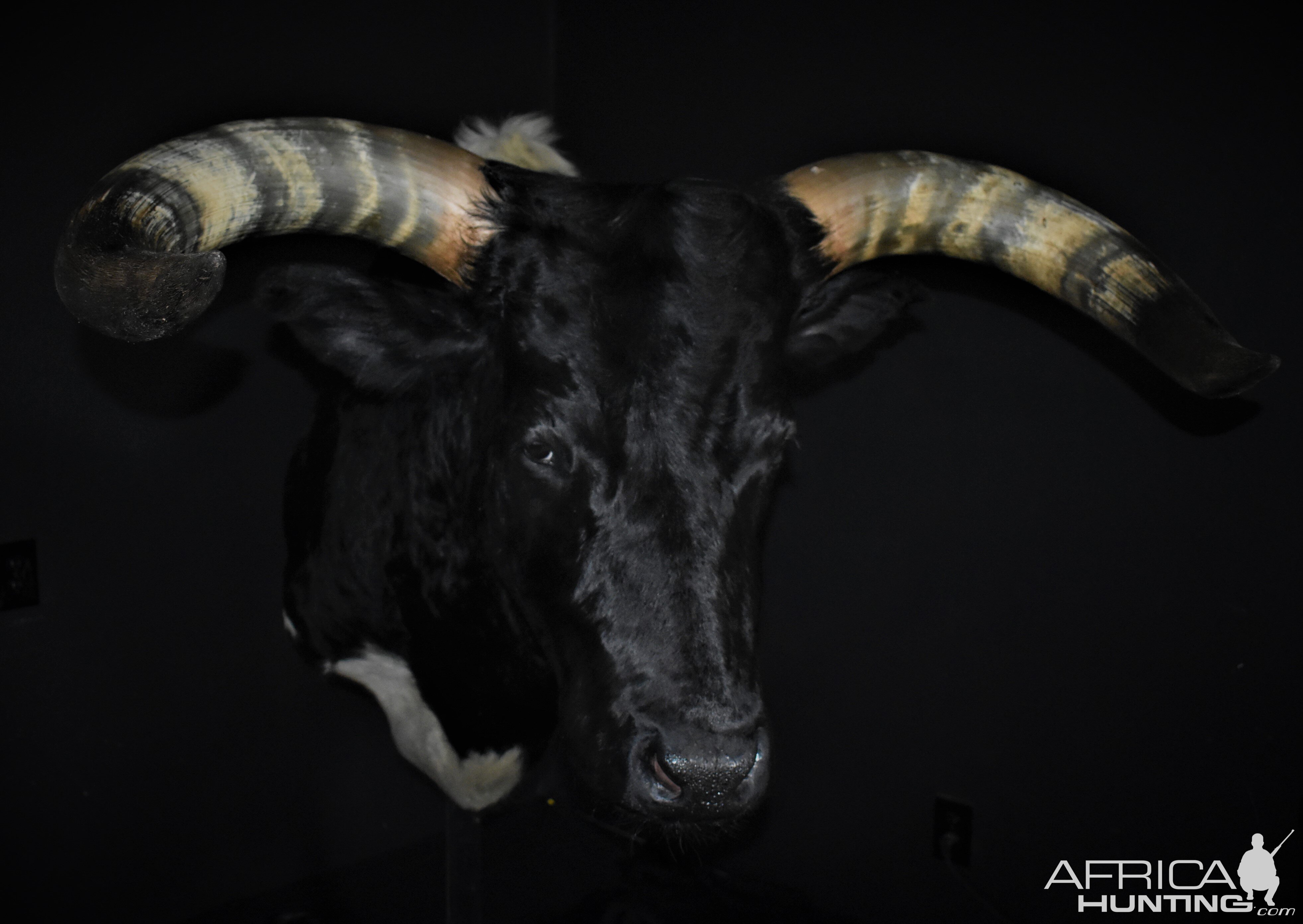 Longhorn Shoulder Mount Taxidermy