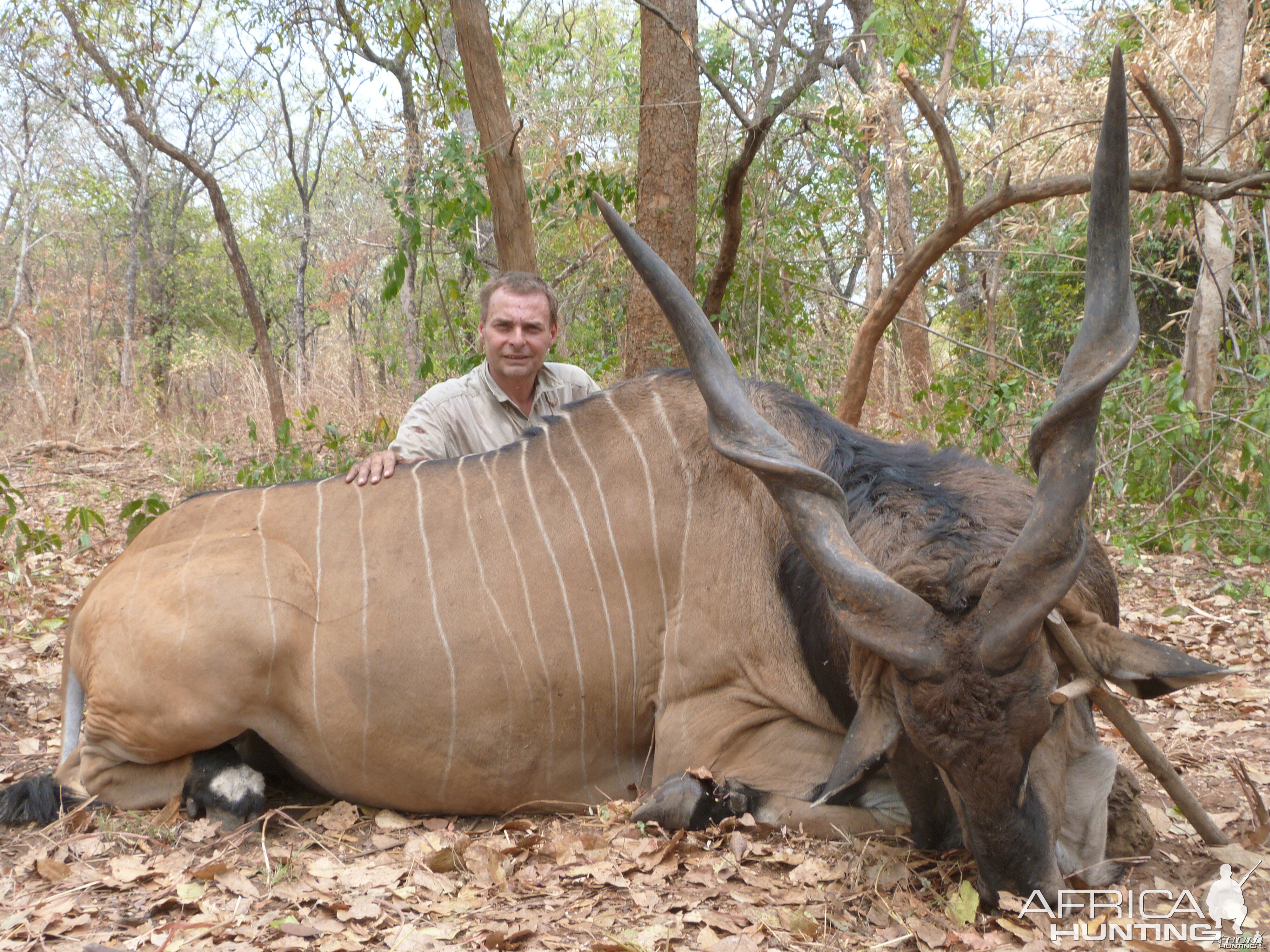 Lord Derby Eland hunted in Central Africa with Club Faune