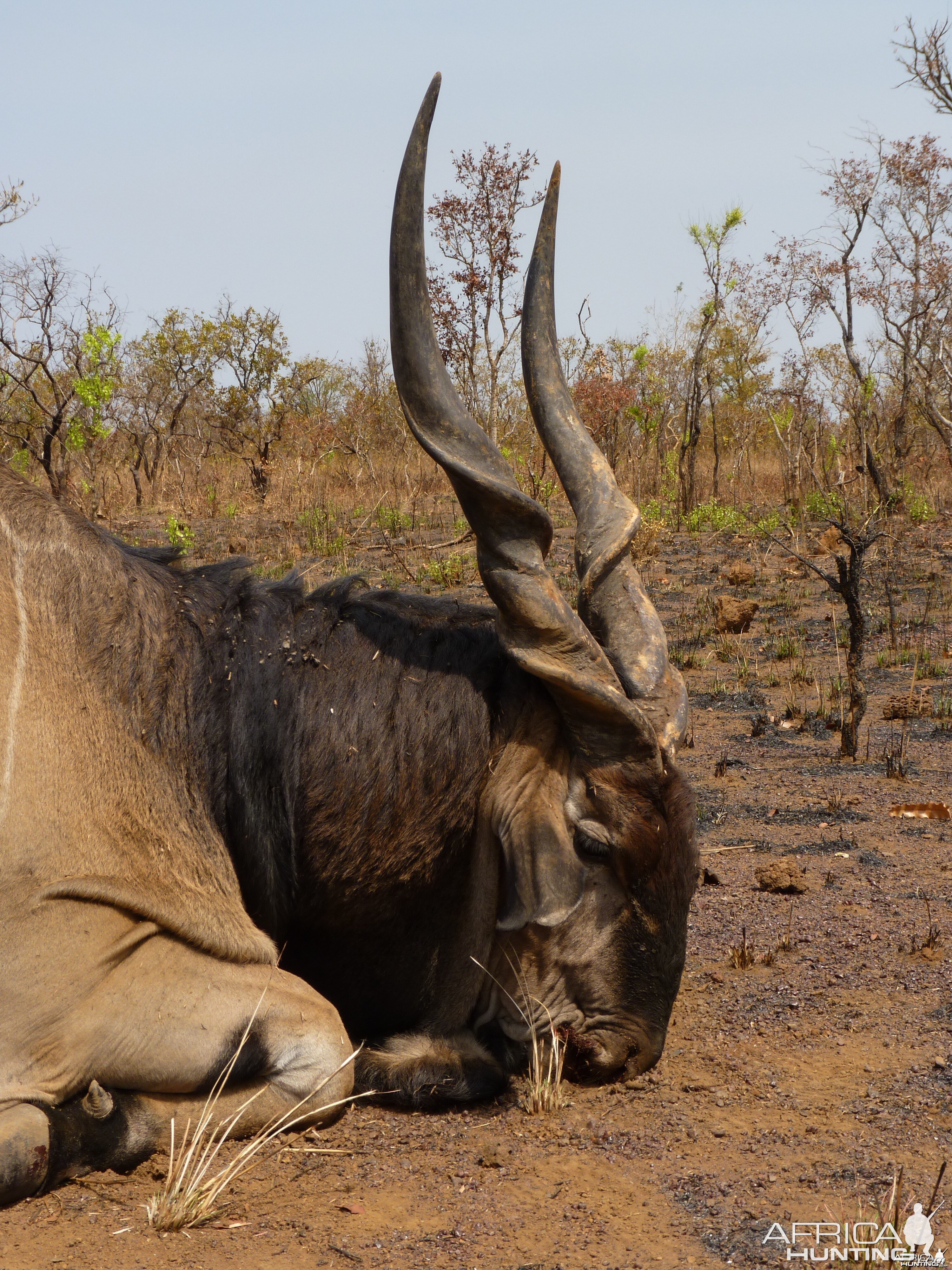Lord Derby Eland hunted in Central African Republic