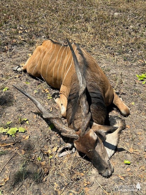 Lord Derby Hunt Cameroon