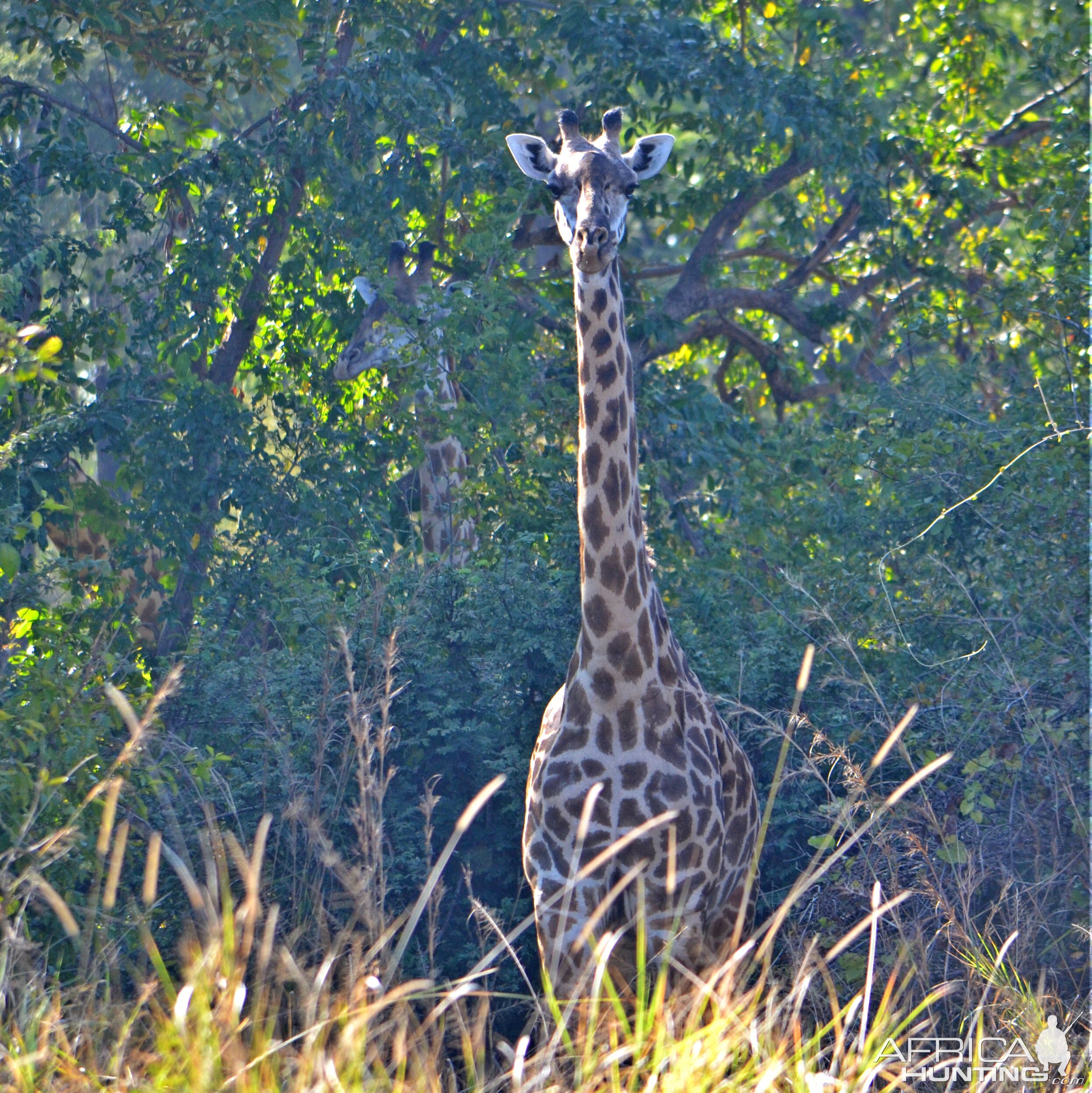 Luangwa Valley Zambia Giraffe