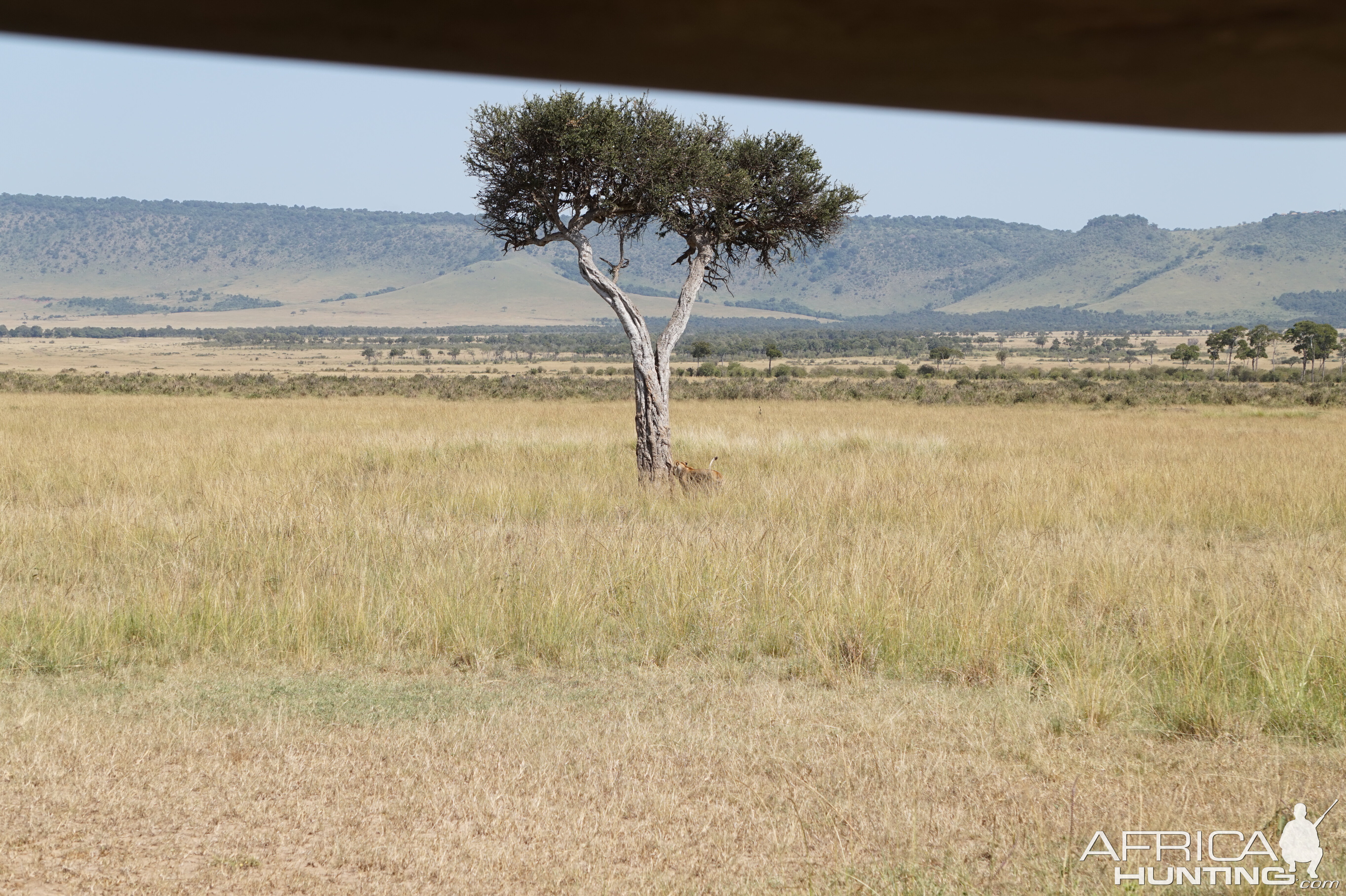Maasai Mara Kenya Photo Safari Lion