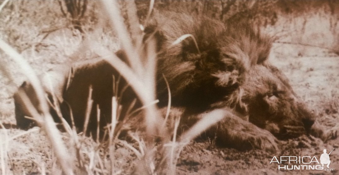 Magnificent ten-foot lion shot by Mr. Davies-Boteti River, Botswana