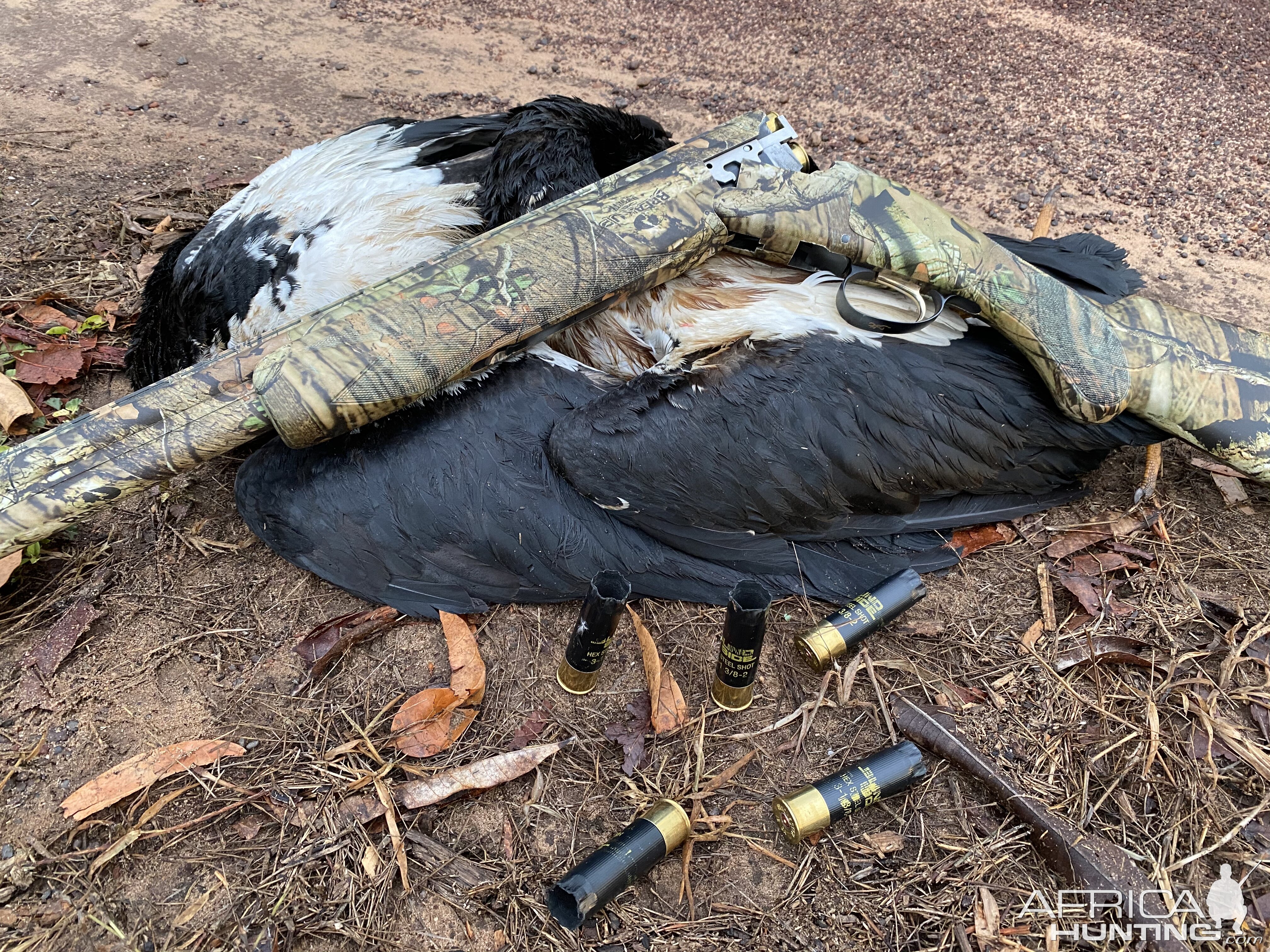 Magpie Goose Hunting Australia