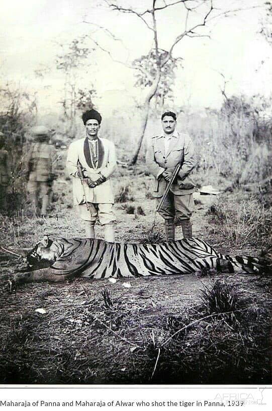 Maharajah of Panna and Maharajah of Alwar with a Tiger shot in 1939