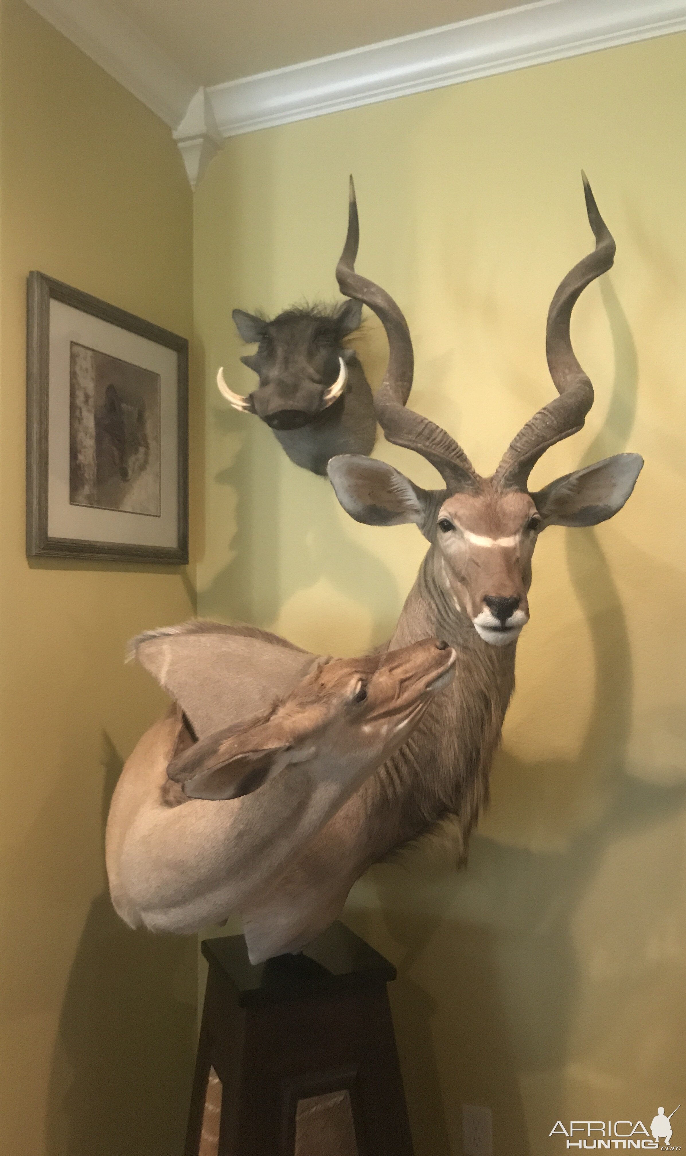 Male & Female Kudu Shoulder Mount Pedestal Taxidermy