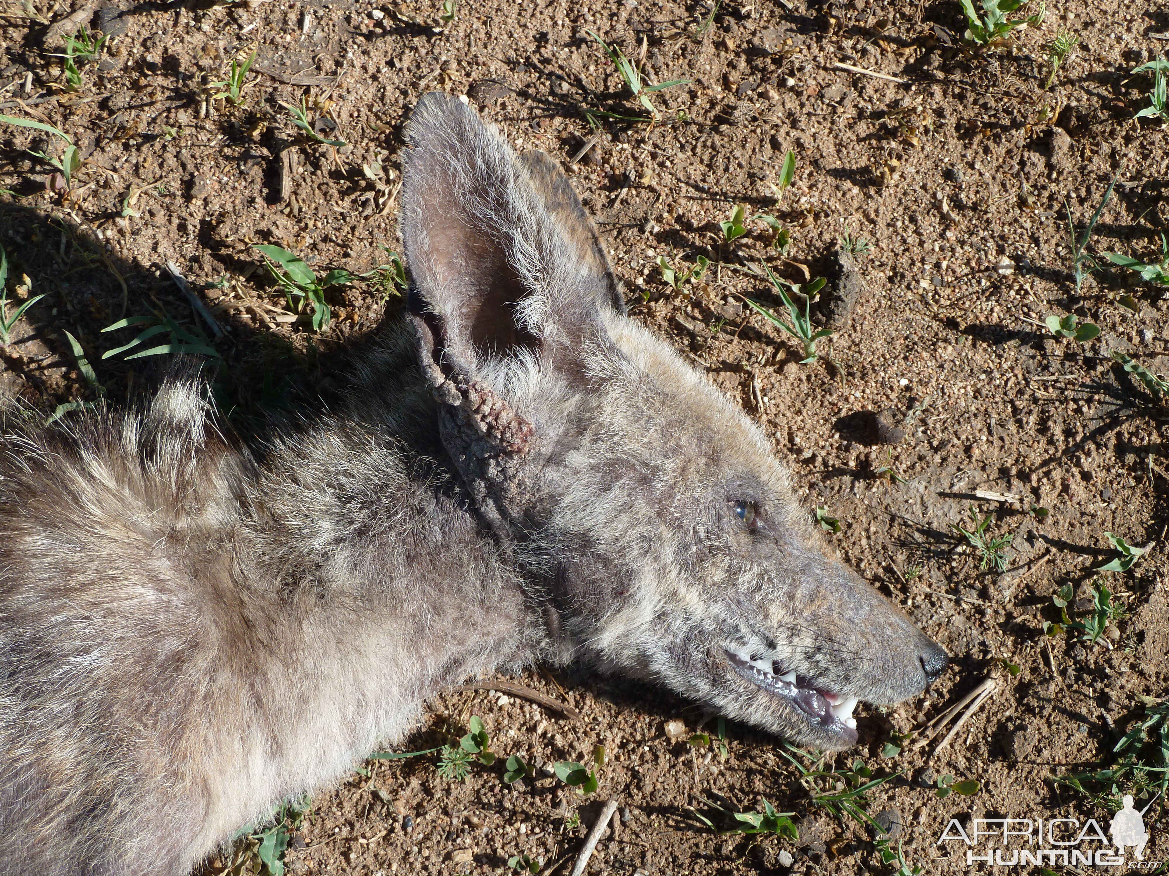 Mange Black-Backed Jackal Namibia