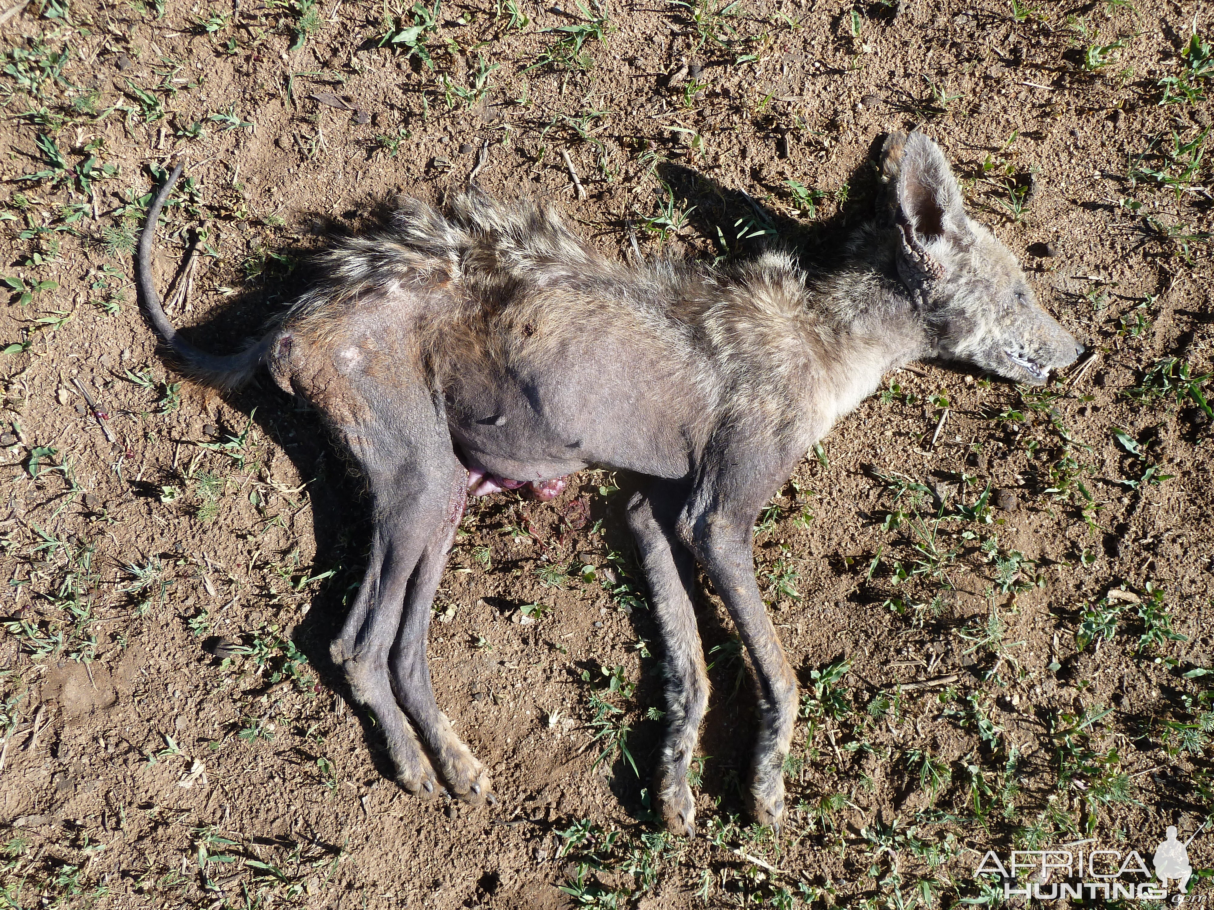 Mange Black-Backed Jackal Namibia