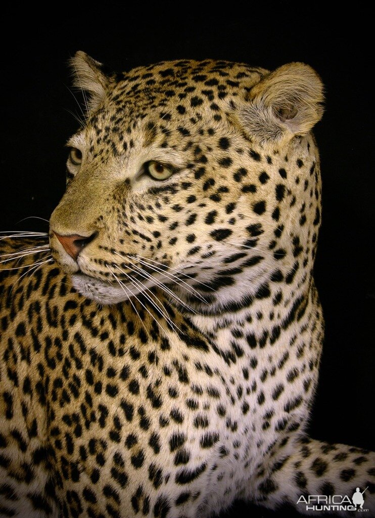 Mantle Mount Of Young Leopard Taxidermy